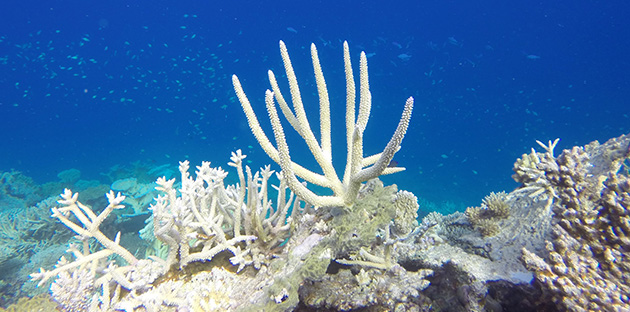澳洲大堡礁目前只有7%的珊瑚逃離完全白化的命運
