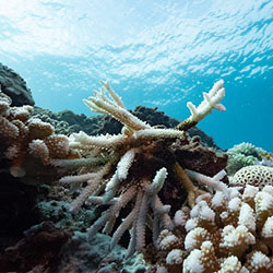 拍下墾丁珊瑚白化影像 綠色和平：台灣20年來最大規模白化危機
