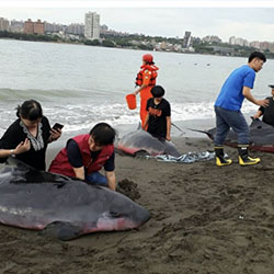 台灣海域銀濃度高 毒害鯨豚免疫能力